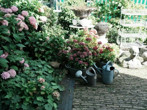 a bunch of flowers that are sitting in the dirt